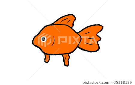 金魚 金魚 35318189