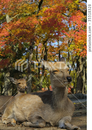 Nara Park deer and autumn leaves 35318328