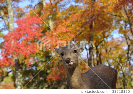 Nara Park deer and autumn leaves 35318330