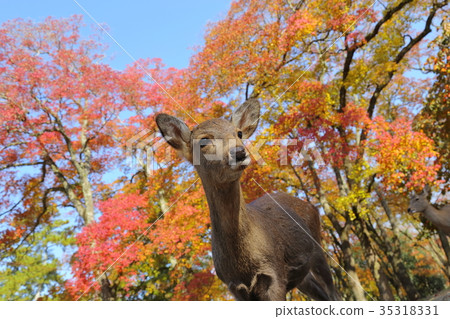 奈良公園鹿和秋天的落葉 奈良公園鹿和秋天的落葉 35318331