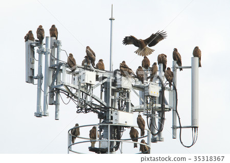 Tobi gathered in a steel tower Tobi gathered in a steel tower 35318367
