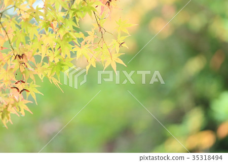雞爪楓黃色葉子 35318494