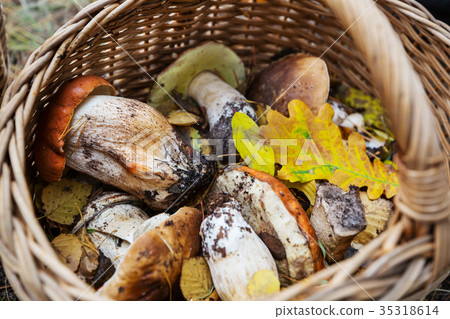 Mushrooms Mushrooms 35318614