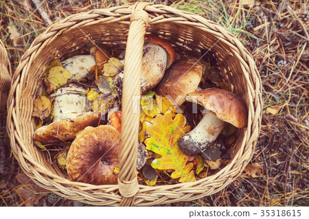 Mushrooms Mushrooms 35318615