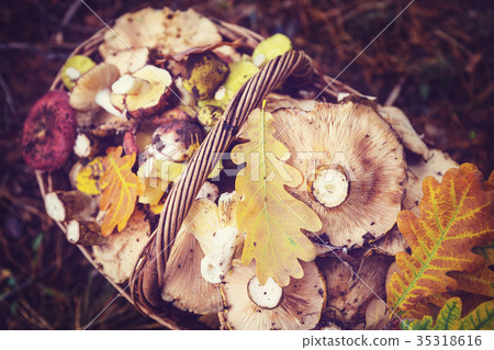 Mushrooms Mushrooms 35318616
