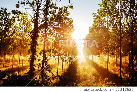 Sunny beams Sunny beams 35318625