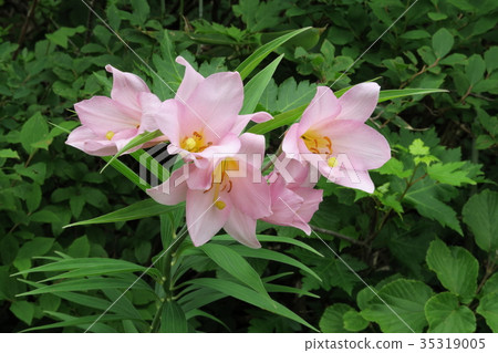 Lily Fish Lily Fish 35319005