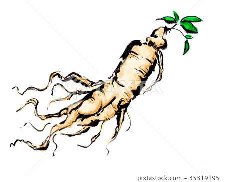 Ginseng ginseng 35319195