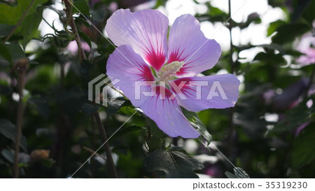 Pink xylophone Pink xylophone 35319230