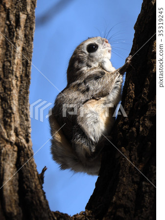 Ezomomonga Ezomomonga 35319245