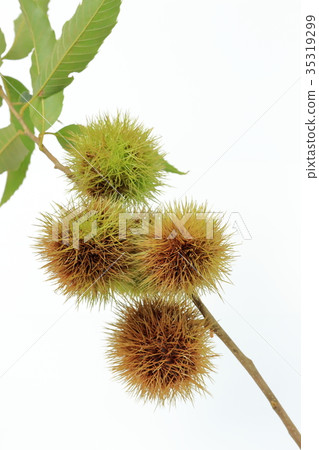 Chestnut  35319299
