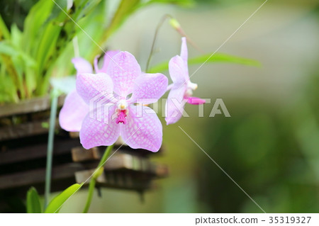 Orchid flower 35319327