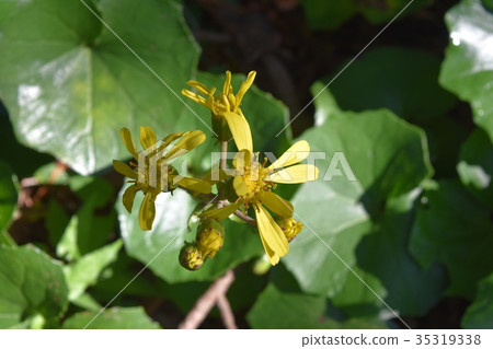 大吳風草 大吳風草 35319338