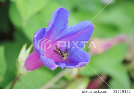 牽牛花和蝴蝶 牽牛花和蝴蝶 35319352