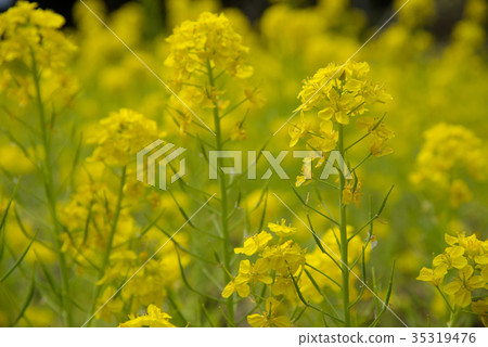 強姦開花 強姦開花 35319476