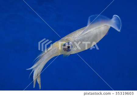 AOLIICA 35319603
