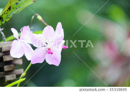 Orchid flower 35319695