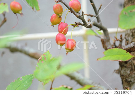 Fruit of ginkgo 35319704