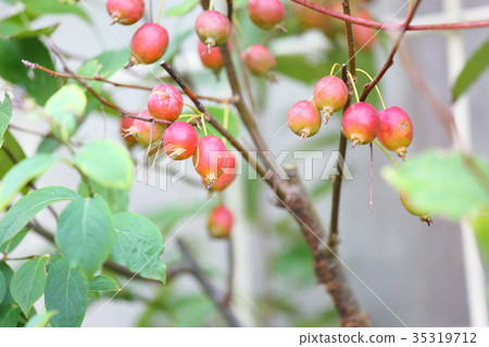 Fruit of ginkgo 35319712