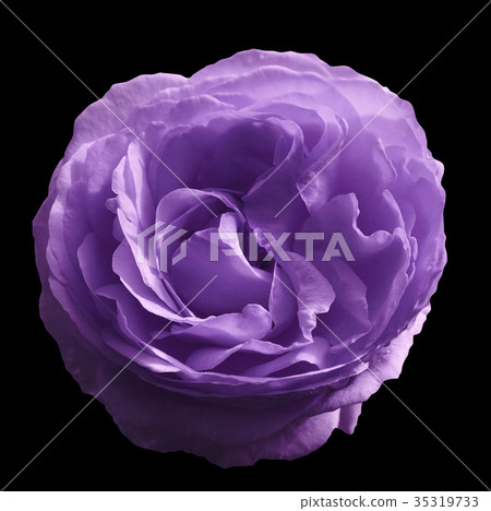 Lilac rose flower  on black isolated  background 35319733