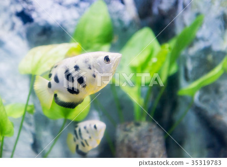 toxotes chatareus, archer fish toxotes chatareus, archer fish 35319783