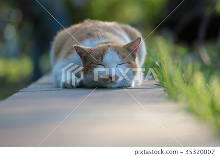 一隻貓 35320007