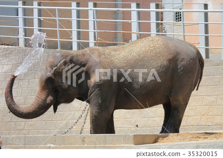 Statue Statue 35320015