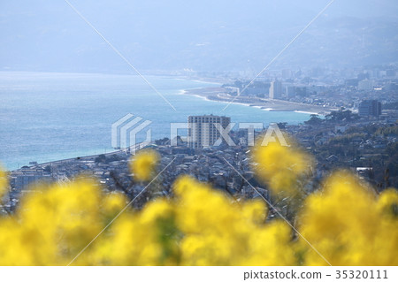 Azumayama Park Early spring rape blossoms 35320111
