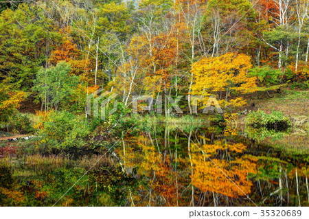 Fall Autumn Akiyamago Tenike 35320689