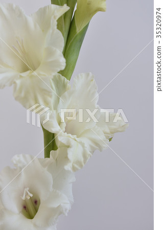 劍蘭 劍蘭 35320974