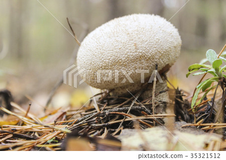 Mushroom raincoat 35321512