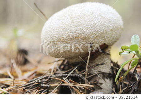 Mushroom raincoat 35321514