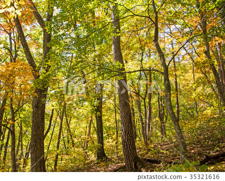 Ominenuma deciduous tree autumn color Minakami-cho Tsukiyono 35321616