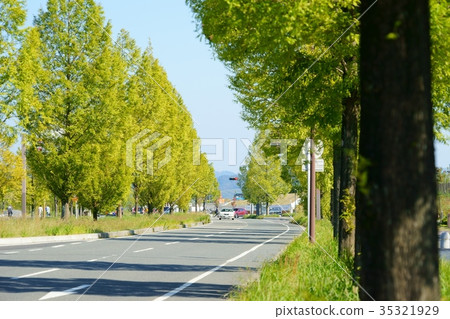 樹行在秋天1 35321929