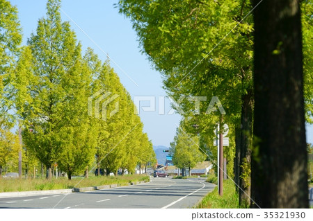 Row of trees in autumn 2 Row of trees in autumn 2 35321930