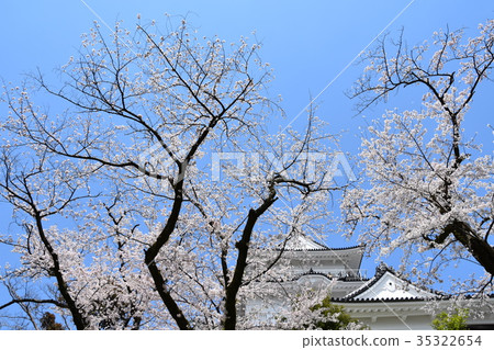 Odawara Castle and Sakura Odawara Castle and Sakura 35322654
