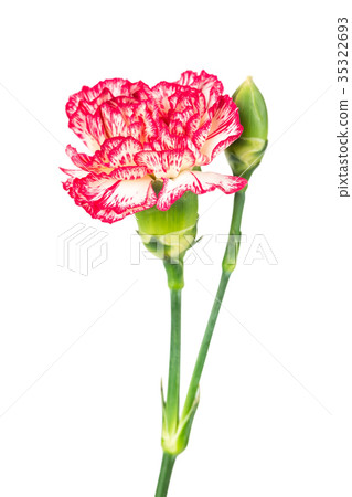 Carnation flower Carnation flower 35322693