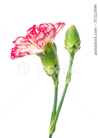 Carnation flower 35322694