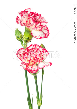 Blooming carnation Blooming carnation 35322695