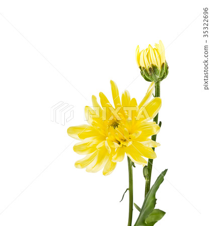 Blooming yellow chrysanthemum Blooming yellow chrysanthemum 35322696