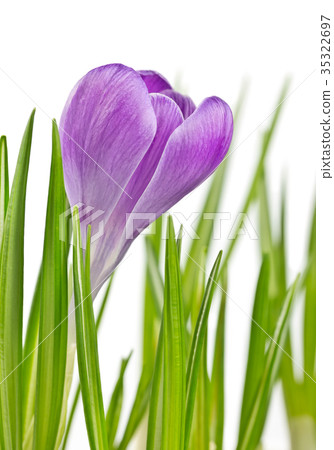 Beautiful blooming spring crocus flower Beautiful blooming spring crocus flower 35322697