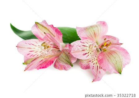 Blooming flower Alstroemeria Blooming flower Alstroemeria 35322718