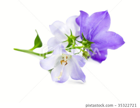 Branch bluebell flower 35322721