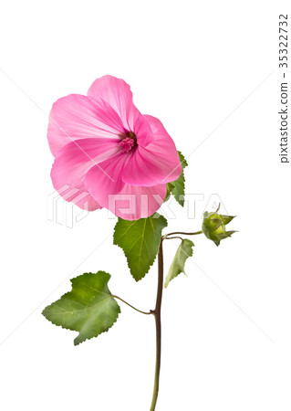 Lavater blooming flower Lavater blooming flower 35322732