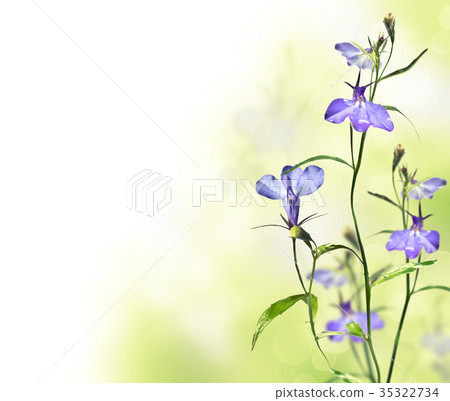 garden flower lobelia garden flower lobelia 35322734