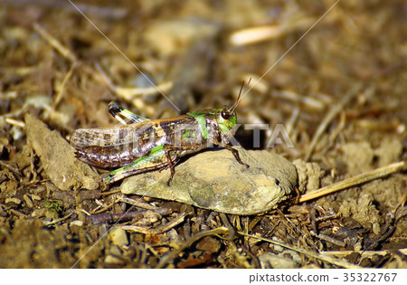 Arakayama Grasshopper Arakayama Grasshopper 35322767
