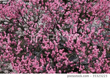 桃子 桃子 35323223