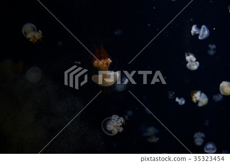 鶴岡市的水母夢想大廳Kamo水族館通過水母展覽的數量認證吉尼斯書 鶴岡市的水母夢想大廳Kamo水族館通過水母展覽的數量認證吉尼斯書 35323454