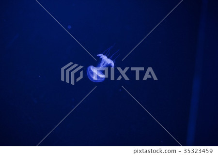 鶴岡市的水母夢想大廳Kamo水族館通過水母展覽的數量認證吉尼斯書 鶴岡市的水母夢想大廳Kamo水族館通過水母展覽的數量認證吉尼斯書 35323459