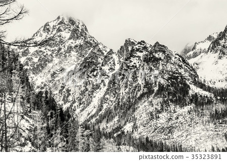 Forest after natural disaster and peaks in Tatras Forest after natural disaster and peaks in Tatras 35323891